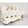 Denoyer-Geppert Anatomical Model, Sacrum & Coccyx Bone SB23